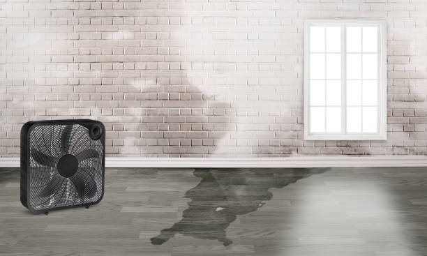 Best Local water damage restoration  in Edneyville, NC